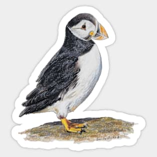 Atlantic Puffin drawing Sticker